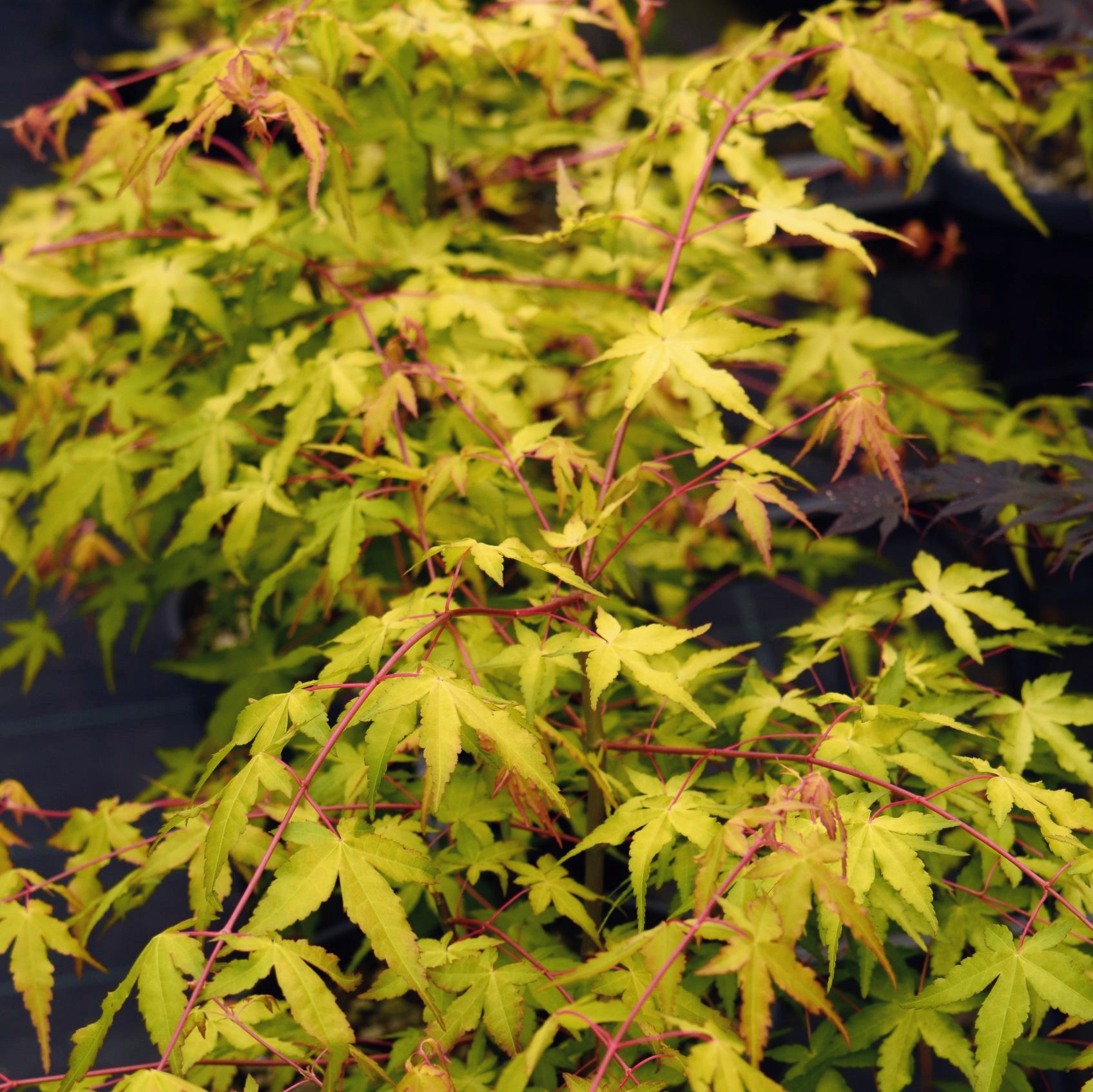 Acer palmatum Waka Momijii on sale at Big Plant Nursery limited in West Sussex