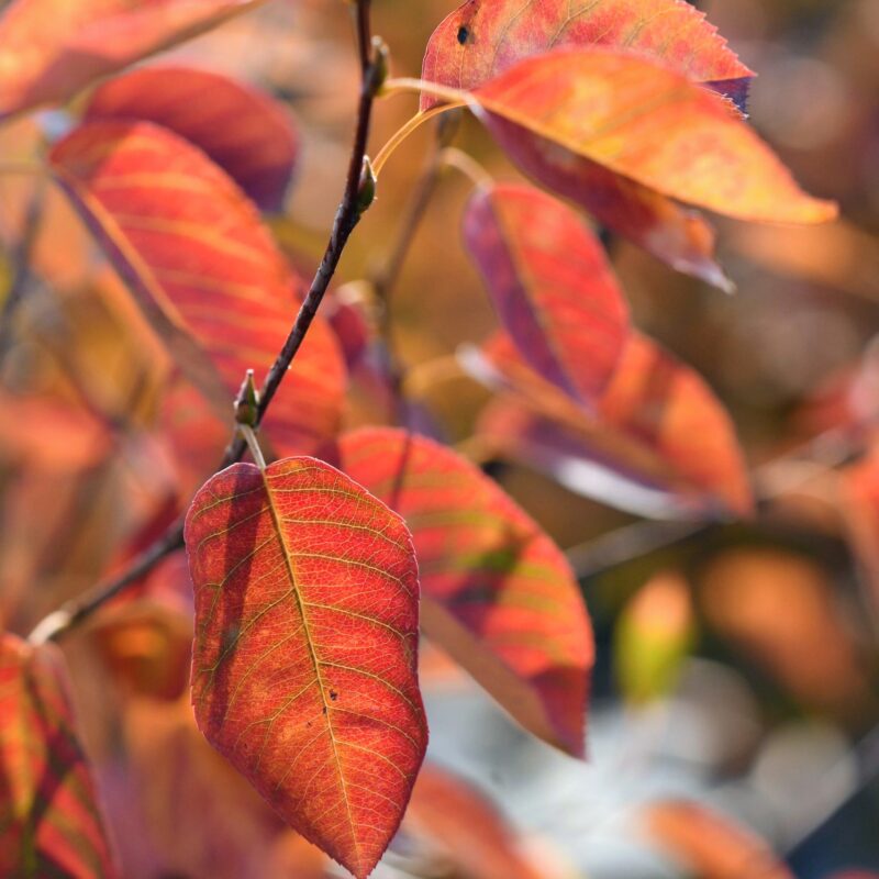 Amelanchier lamarckii for sale at Big Plant Nursery limited, West Sussex