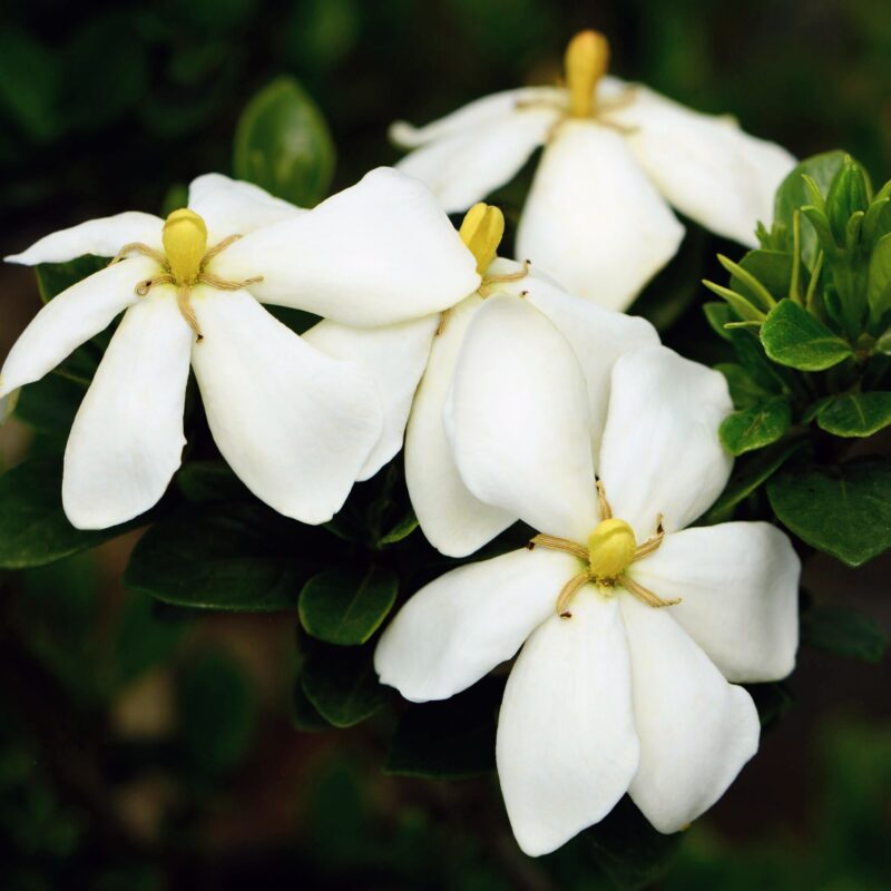 Gardenia jasminoides Kleims Hardy available at Big Plant Nursery Limited in West Sussex