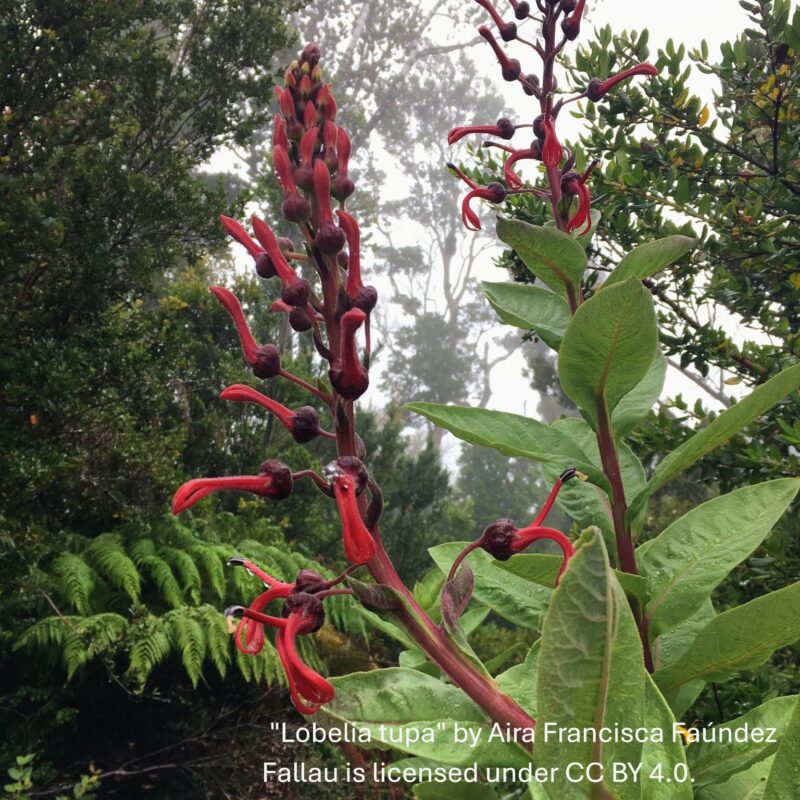 Lobelia tupa in flower
