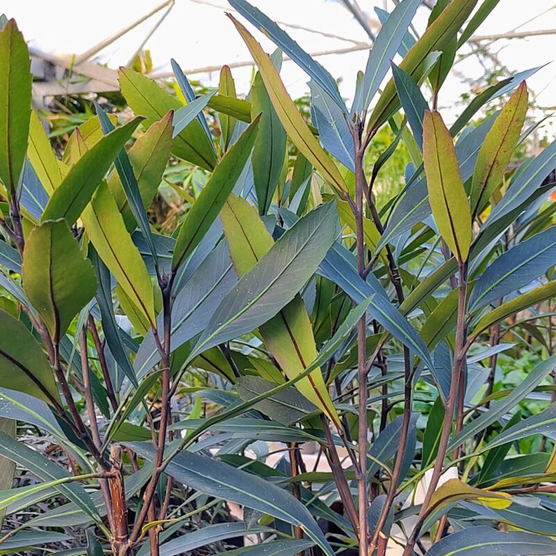 Pseudopanax lessonii 'Sabre' at Big Plant Nursery, West Sussex