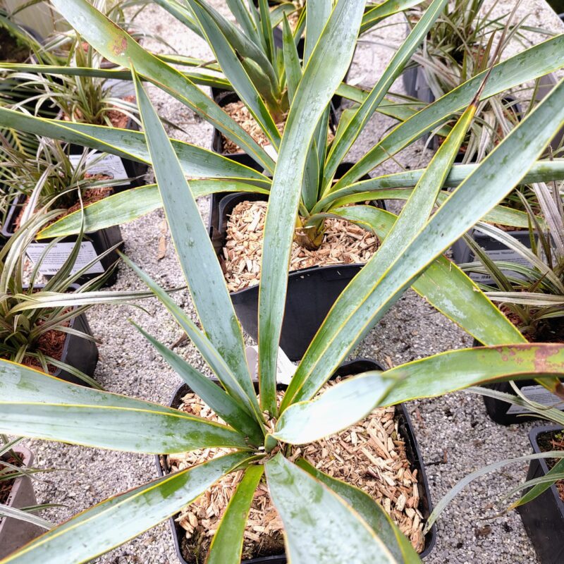 Yucca pallida 'Blue Powder' at Big Plant Nursery, West Sussex