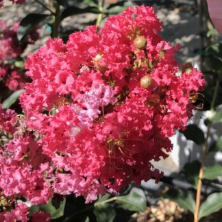 Lagerstroemia