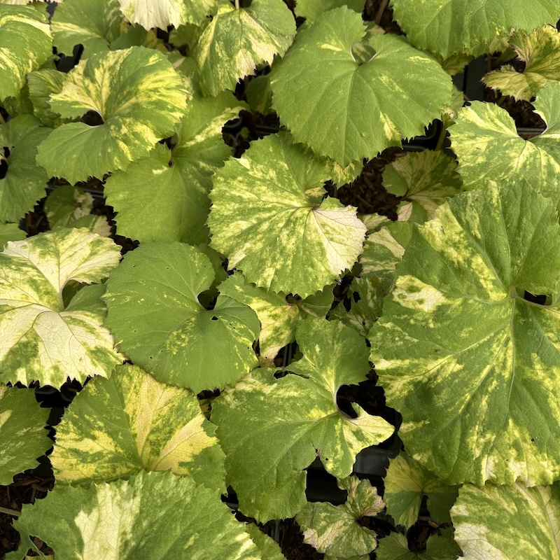 Petasites japonicus var. giganteus 'Nishiki-buki'