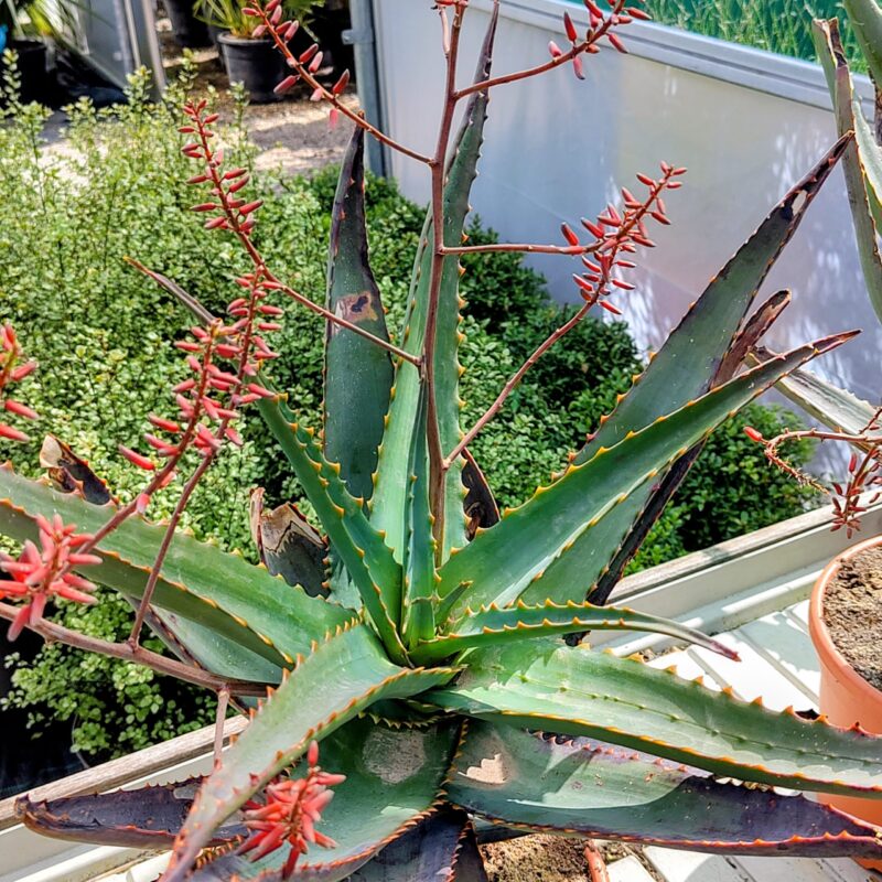 Ale hybrid 'Candy Corn' at Big Plant Nursery Limited