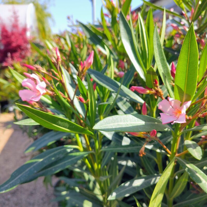 Nerium oleander at Big Plant Nursery Limited in West Sussex