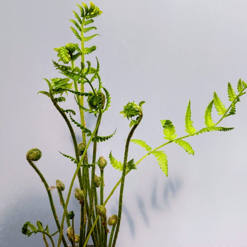 Osmunda cinnamomea available at Big Plant Nursery Limited