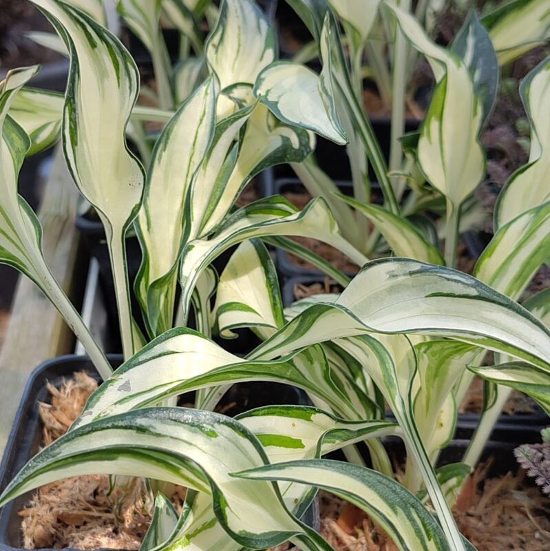 Hosta 'Fireworks' at Big Plant Nursery in West Sussex