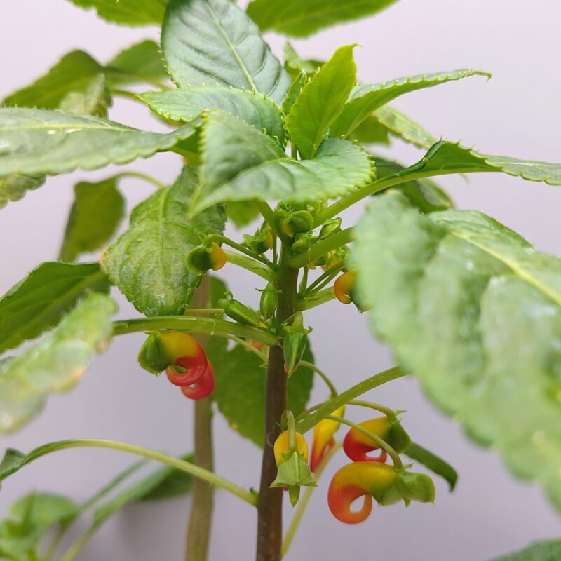 Impatiens niamniamensis at Big Plant Nursery in West Sussex