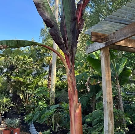 Ensete 'Maurellii' 40L 140-150cm available at big plant nursery in west sussex