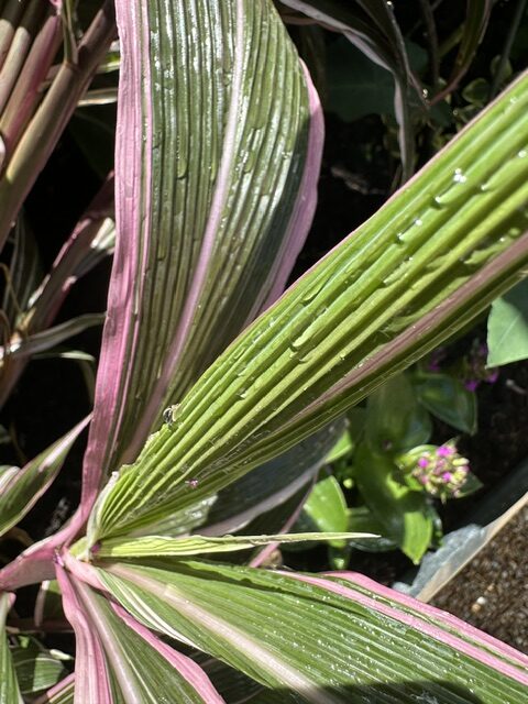 Setaria palmifolia 'Retpela Pitpit Wantaim Waitpela Mak' at Big Plant Nursery in West Sussex