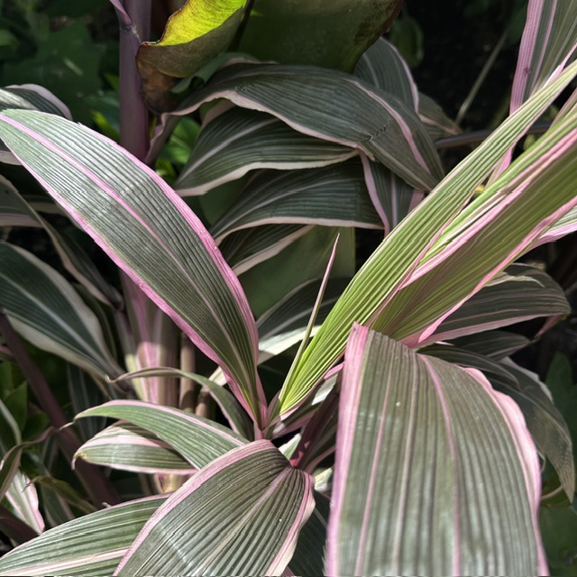 Setaria palmifolia 'Retpela Pitpit Wantaim Waitpela Mak' at Big Plant Nursery in West Sussex