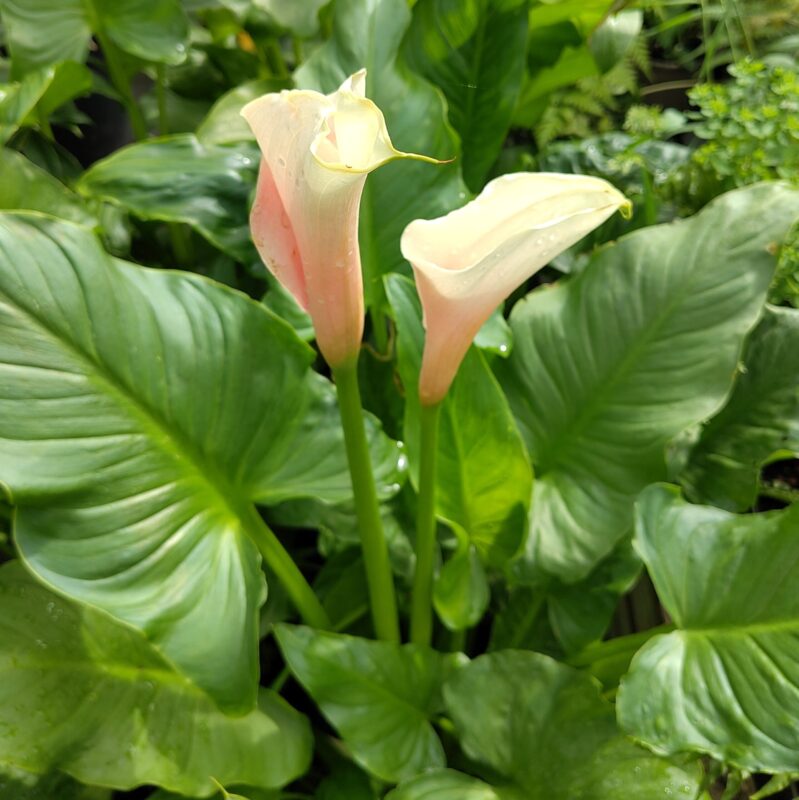 Zantedeschia aethiopica 'Flamingo' at Big Plant Nursery in West Sussex