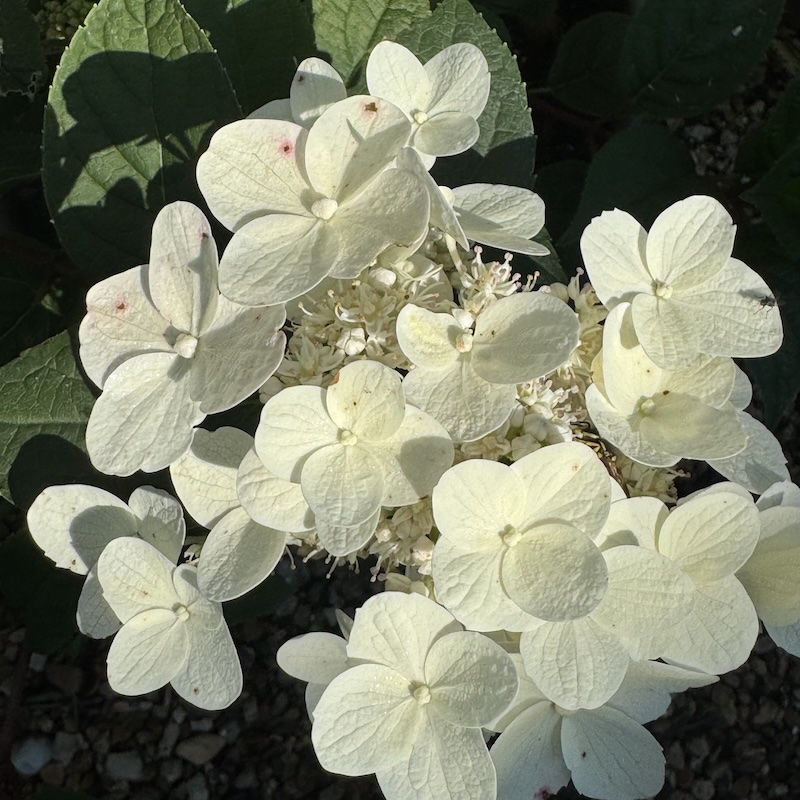 Hydrangea paniculata 'Wim's Red'