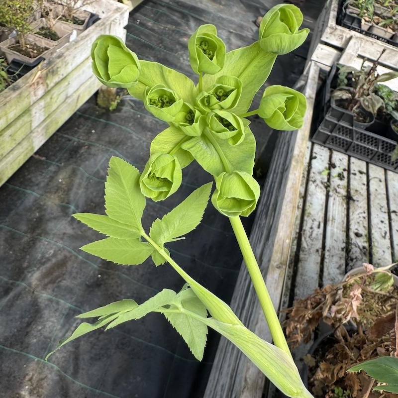 Mathiasella bupleuroides 'Green Dream' - Image 2