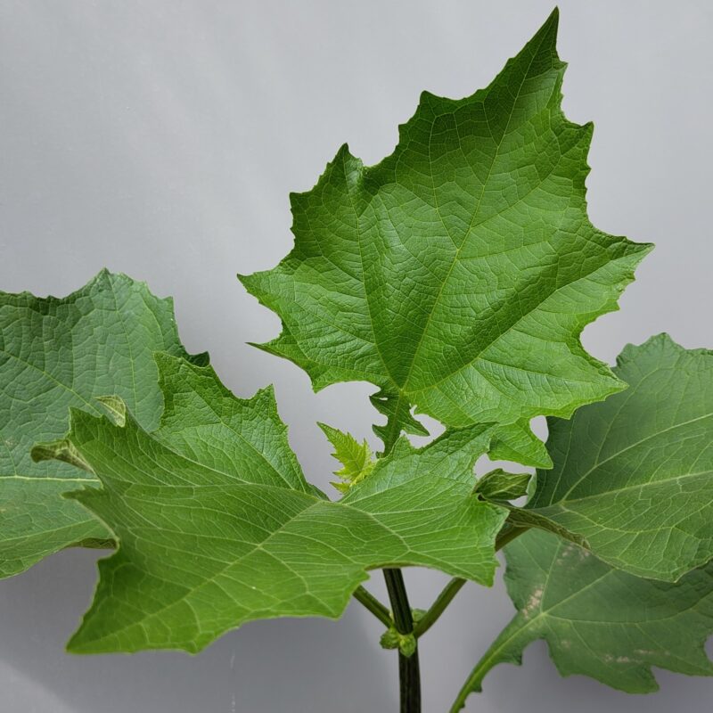 Smallanthus maculatus foliage at Big Plant Nursery in West Sussex