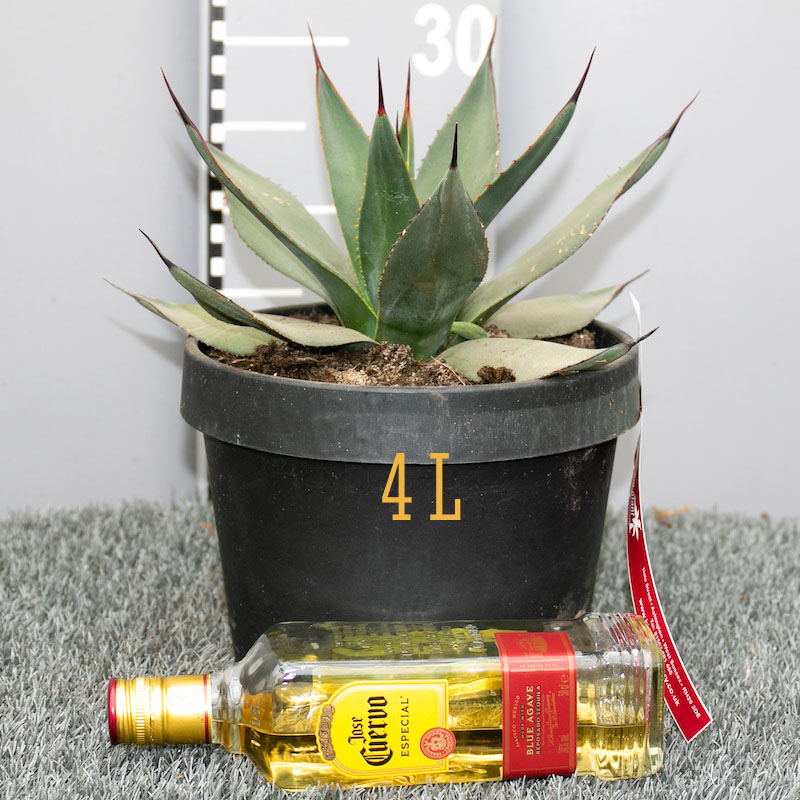 Agave parryi var. neomexicana - Image 2