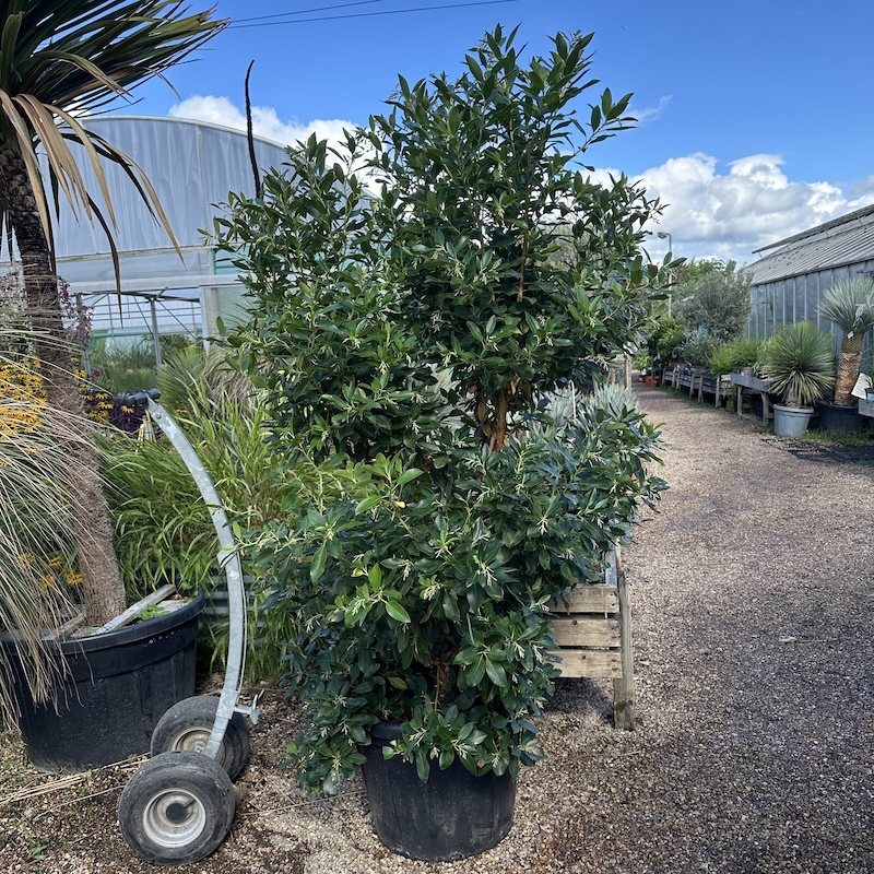 Arbutus x andrachnoides