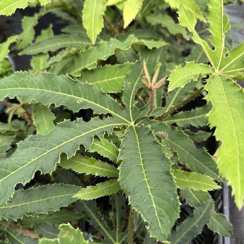 Brassaiopsis hispida