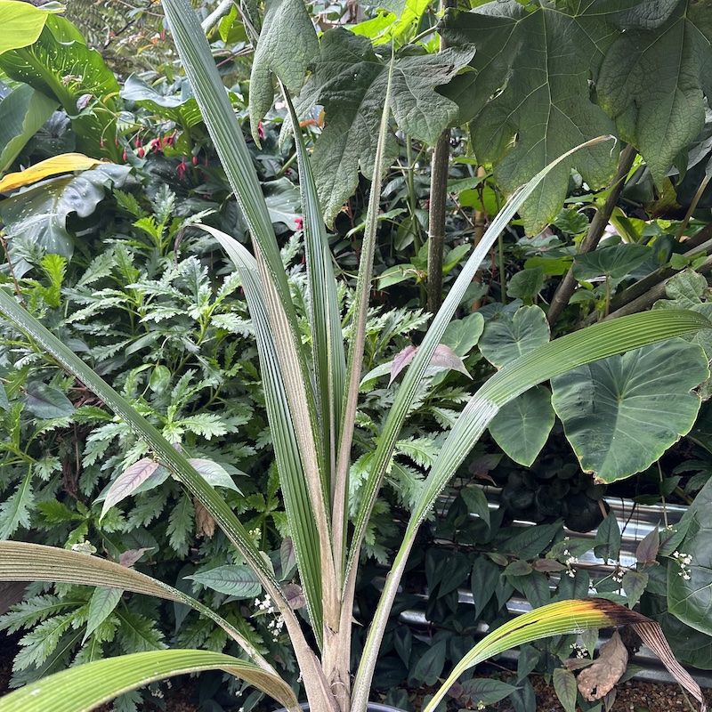Curculingo crassifolia