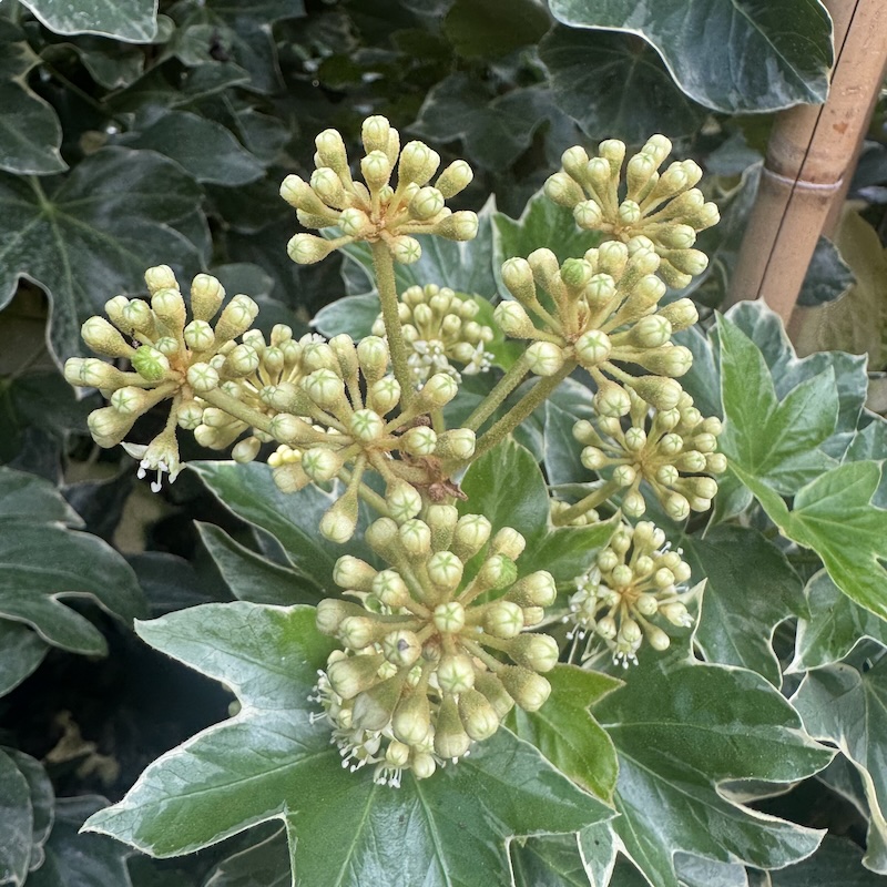 Fatshedera lizei 'Variegata'
