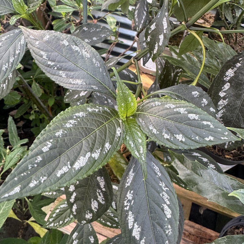 Strobilanthes maculata - Image 2