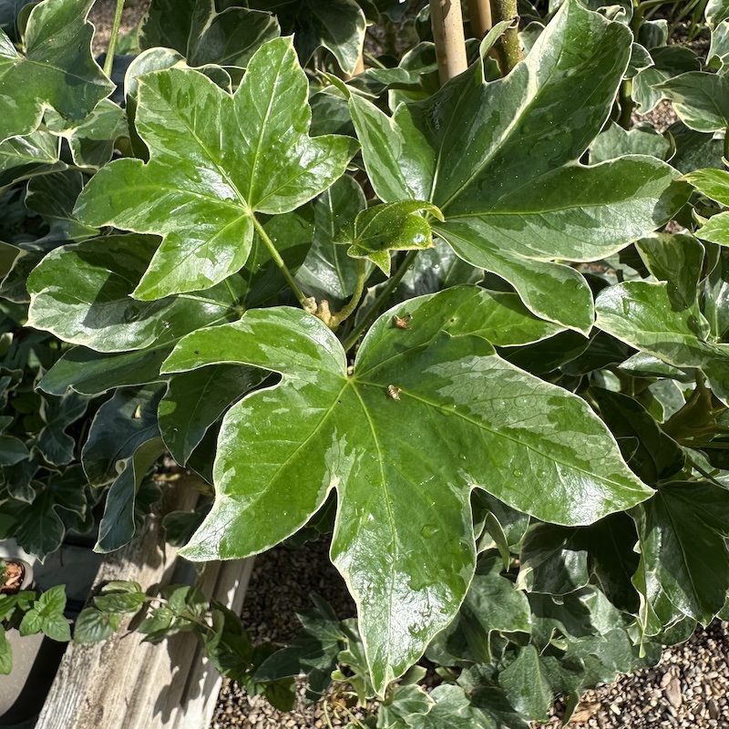 Fatshedera lizei 'Variegata' - Image 2