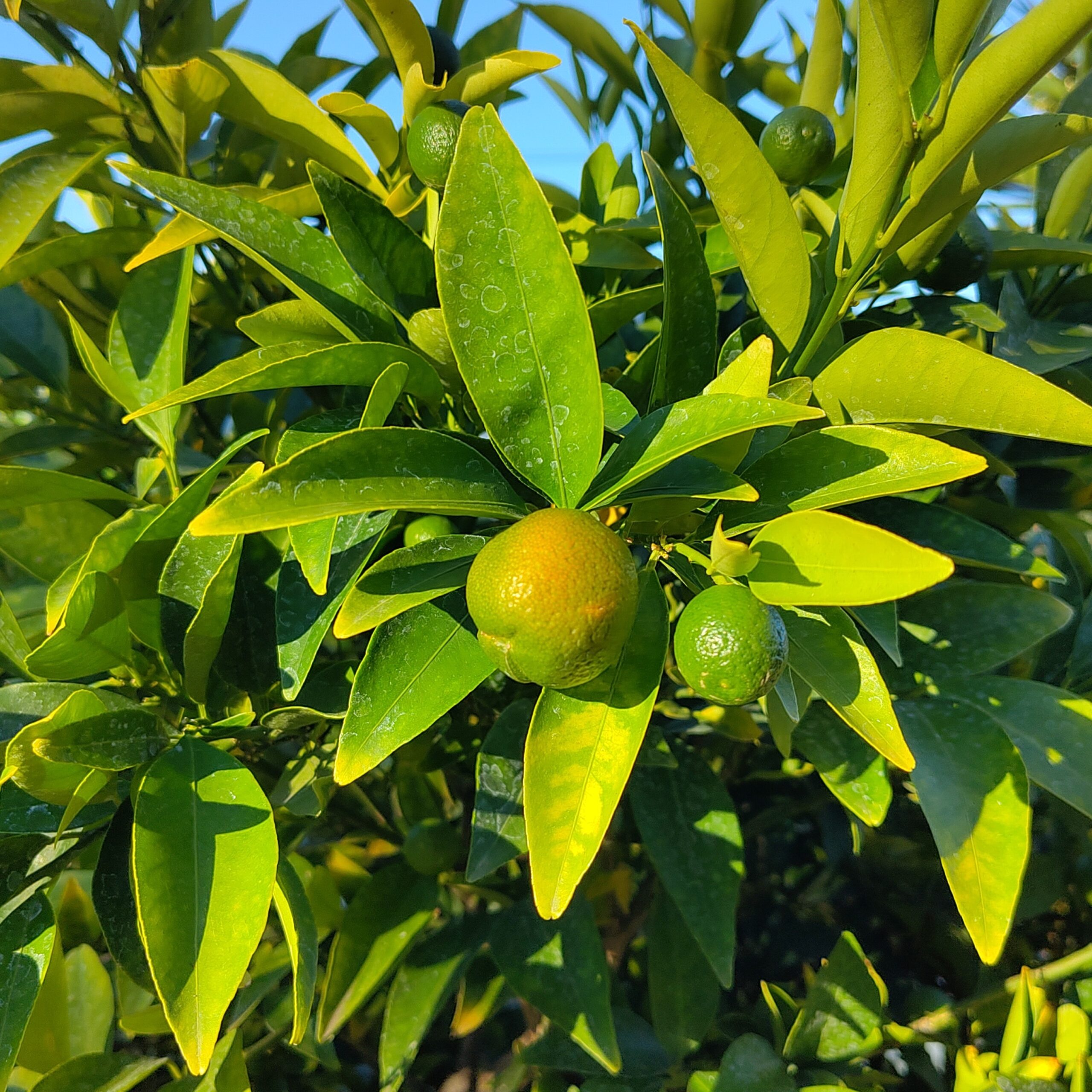 Citrus 'Kucle' - Image 2